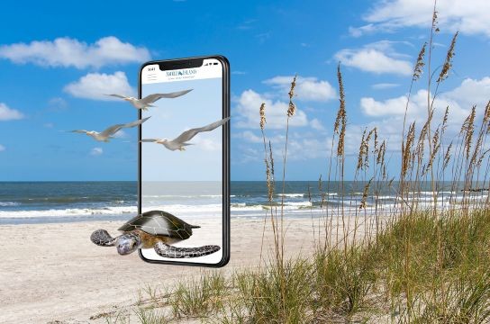 Amelia Island: Discover the Magic of Sea Turtle Season